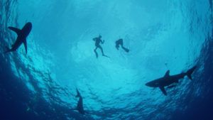 Shark Week