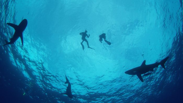Shark Week