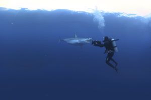 Mako: Perfect Predator