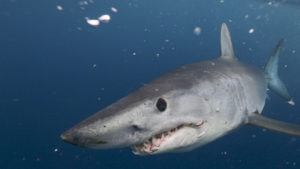 Mako Shark Apex Predator