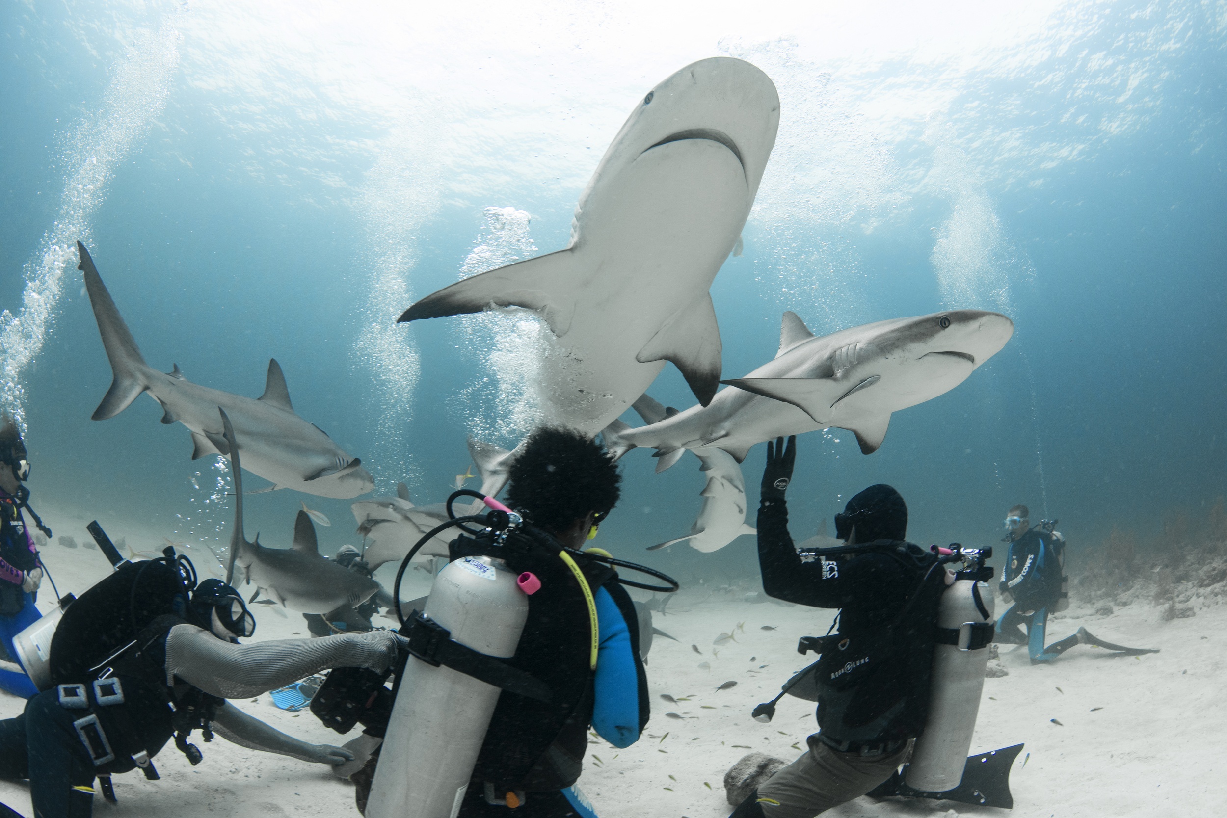 Shark Week 2019
