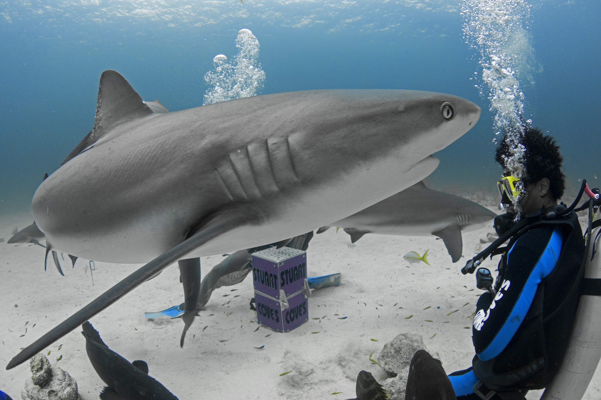 Shark Week 2019