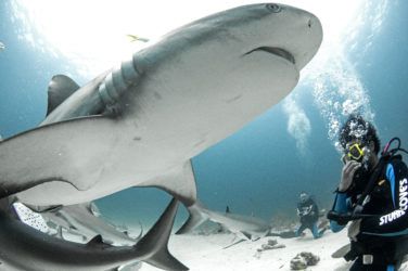 Shark Week