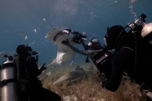 shark week 2019