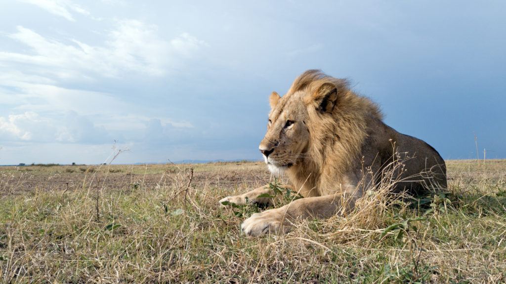 Serengeti