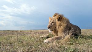 Serengeti