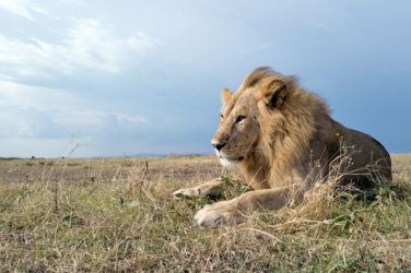 Serengeti