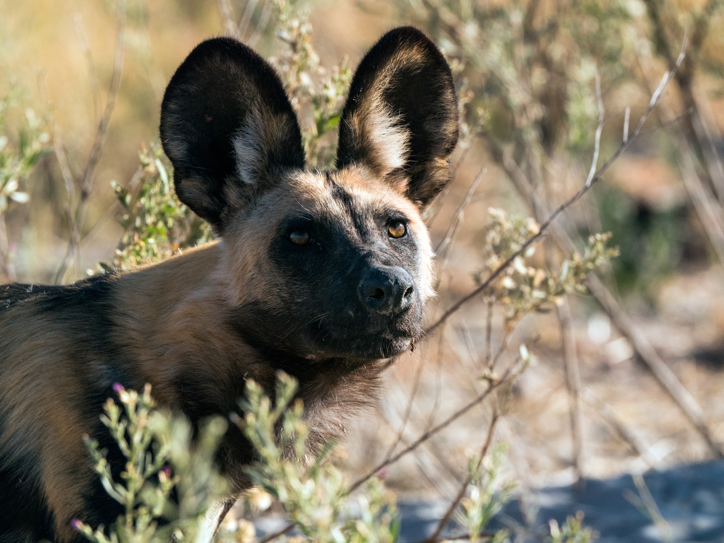 Serengeti