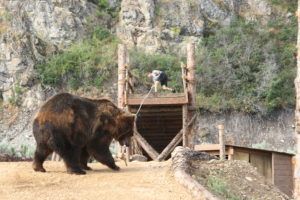 Man Vs Bear